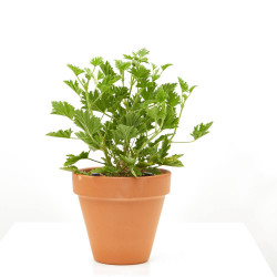 GERANIO ANTIMOSQUITO MACETA 13 CM