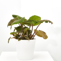 BEGONIA MASONIANA MACETA 15CM