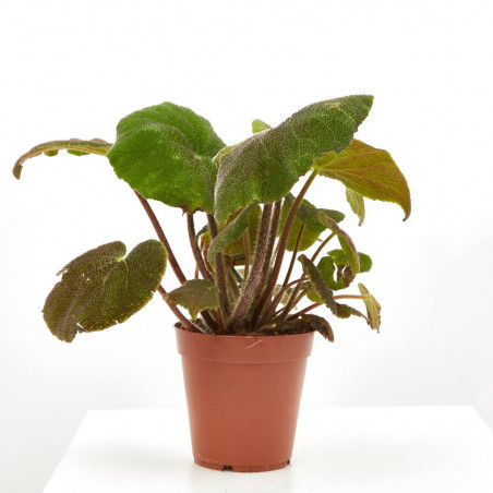 BEGONIA MASONIANA MACETA 15CM