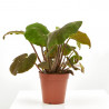 BEGONIA MASONIANA MACETA 15CM