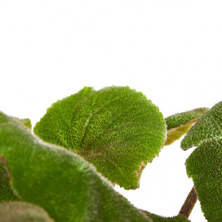 BEGONIA MASONIANA MACETA 15CM