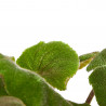 BEGONIA MASONIANA MACETA 15CM