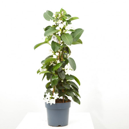 JAZMÍN DE MADAGASCAR 3L