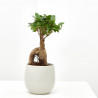 FICUS GINSENG BONSAI