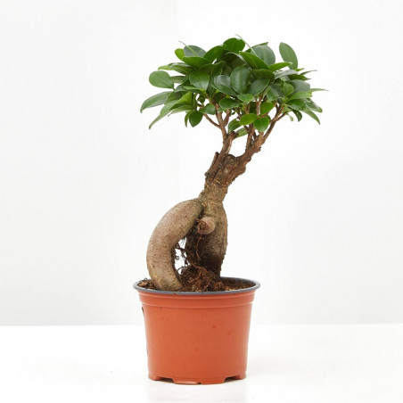 FICUS GINSENG BONSAI