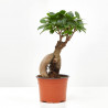 FICUS GINSENG BONSAI