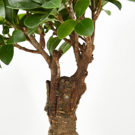 FICUS GINSENG BONSAI