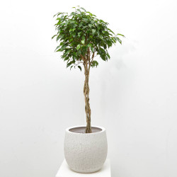 FICUS BENJAMINA TRENZADO MACETA 5 LITROS