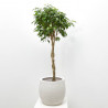 FICUS BENJAMINA TRENZADO MACETA 5 LITROS