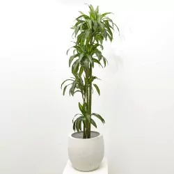 DRACENA HAWAIIAN
