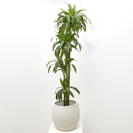 DRACENA HAWAIIAN
