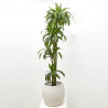 DRACENA HAWAIIAN