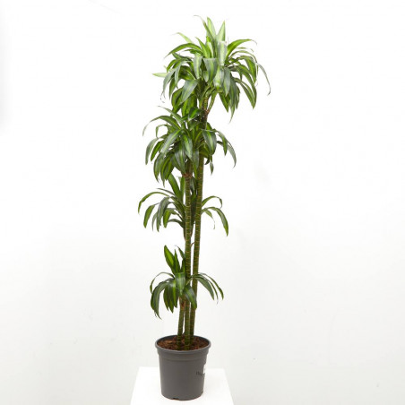 DRACENA HAWAIIAN