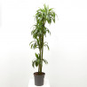 DRACENA HAWAIIAN