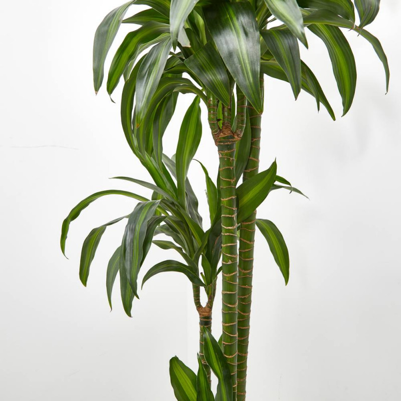 Comprar Dracena hawaiian - Verdecora