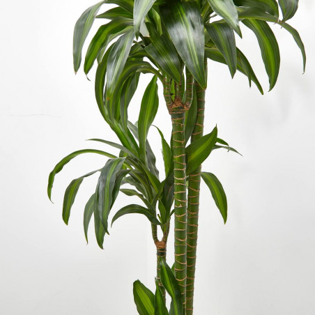 DRACENA HAWAIIAN