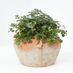 PILEA MACETA 12CM