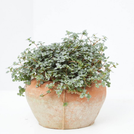 PILEA MACETA 12CM