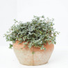 PILEA MACETA 12CM