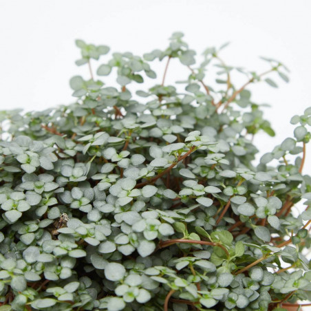 PILEA MACETA 12CM