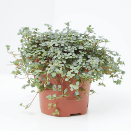 PILEA MACETA 12CM