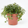 PILEA MACETA 12CM