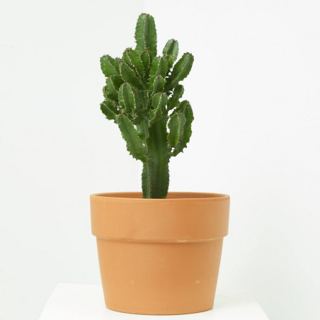 EUPHORBIA ABYSSINICA 