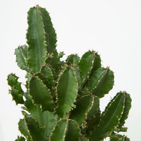 EUPHORBIA ABYSSINICA 