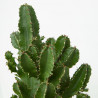 EUPHORBIA ABYSSINICA 