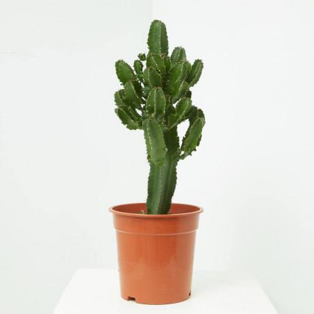 EUPHORBIA ABYSSINICA 