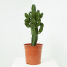 EUPHORBIA ABYSSINICA 