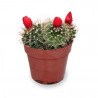 CACTUS DECORADOS MACETA Ø9CM