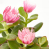 CACTUS DECORADOS MACETA Ø9CM