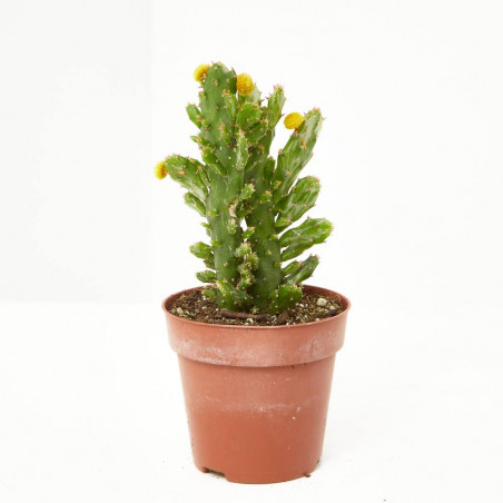 CACTUS DECORADOS MACETA Ø9CM