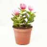 CACTUS DECORADOS MACETA Ø9CM