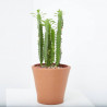 EUPHORBIA MACETA 18CM - SURTIDO VARIADO
