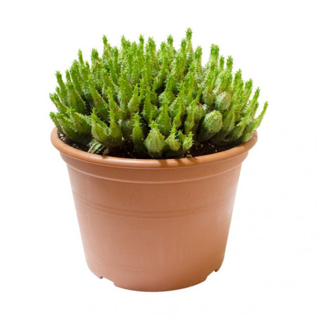 EUPHORBIA MACETA 18CM - SURTIDO VARIADO