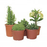 EUPHORBIA MACETA 18CM - SURTIDO VARIADO