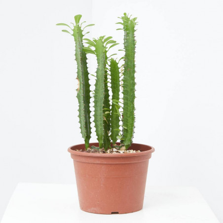 EUPHORBIA MACETA 18CM - SURTIDO VARIADO