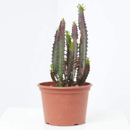 EUPHORBIA MACETA 18CM - SURTIDO VARIADO