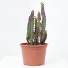 EUPHORBIA MACETA 18CM - SURTIDO VARIADO