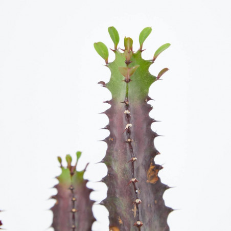 EUPHORBIA MACETA 18CM - SURTIDO VARIADO