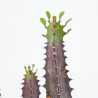 EUPHORBIA MACETA 18CM - SURTIDO VARIADO