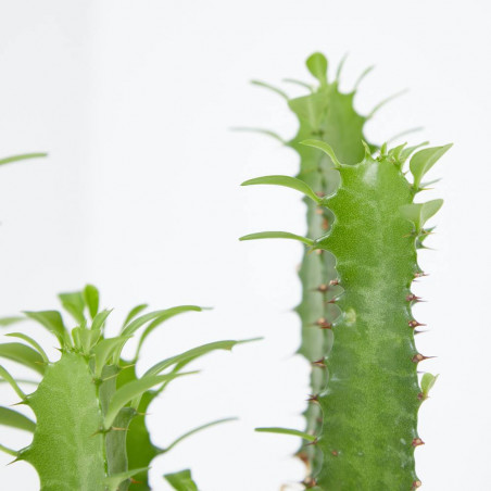 EUPHORBIA MACETA 18CM - SURTIDO VARIADO
