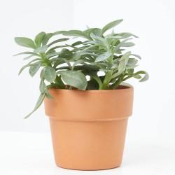 SENECIO MACETA 12CM