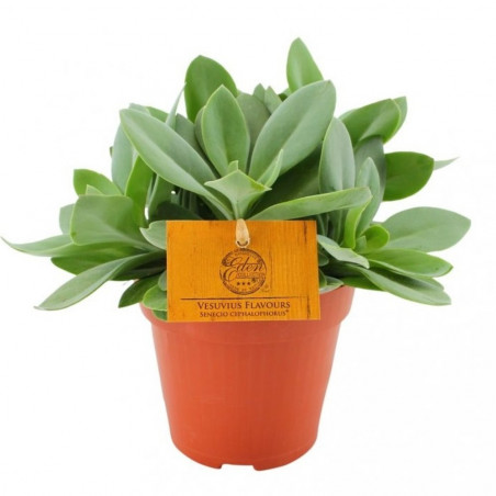 SENECIO MACETA 12CM