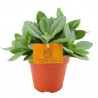 SENECIO MACETA 12CM