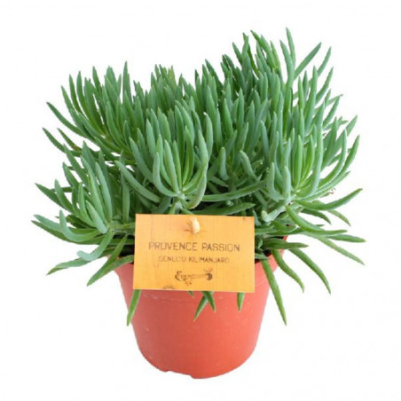 SENECIO MACETA 12CM