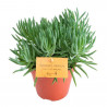 SENECIO MACETA 12CM