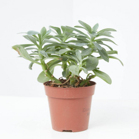 SENECIO MACETA 12CM